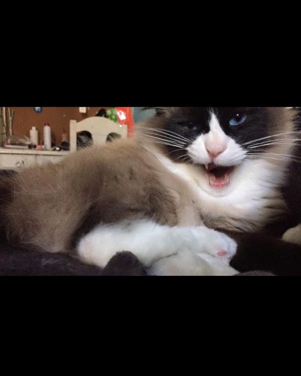 /Images/uploads/Humane Society of Utah/HSUCalendar/entries/1091thumb.jpg